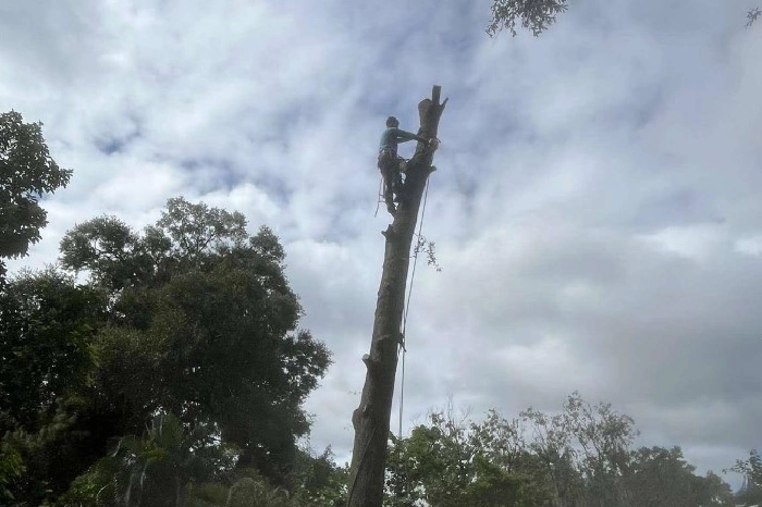Affordable Tree Removal Service