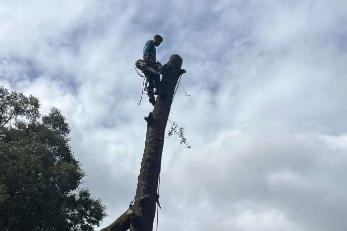 Professional Tree Removal Service