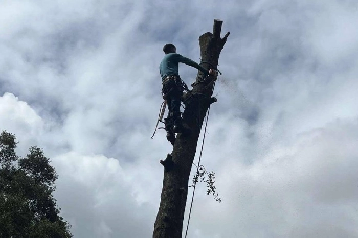 Reliable Tree Removal Service