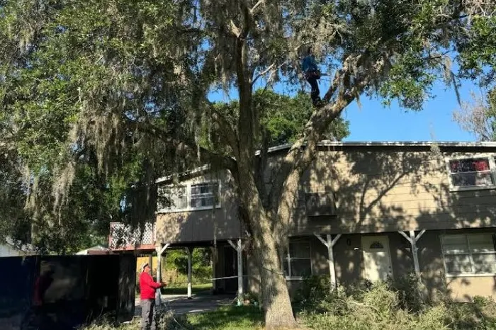 Tree Maintenance