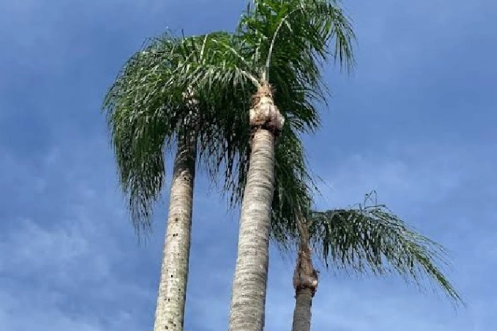 Tree Service The Lumberjack's Other Services